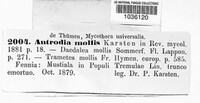 Podofomes mollis image